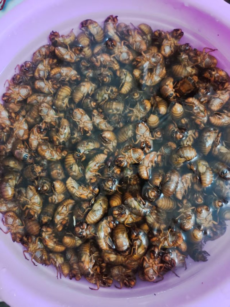 河南确山金蝉