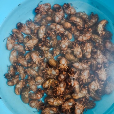 河南确山金蝉