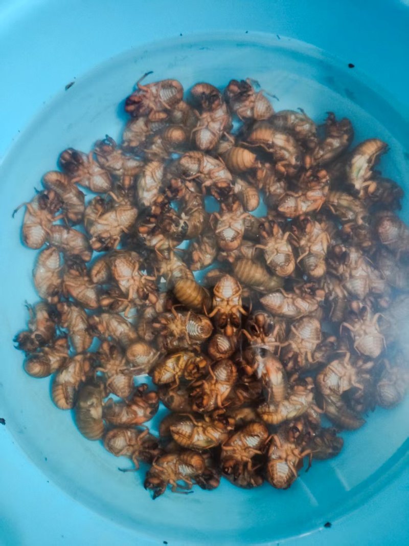 河南确山金蝉