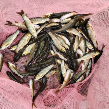 草鱼夏花大量出售，质优价廉