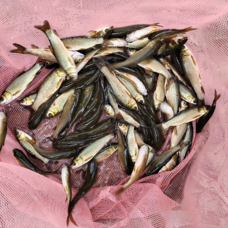 草鱼夏花大量出售，质优价廉