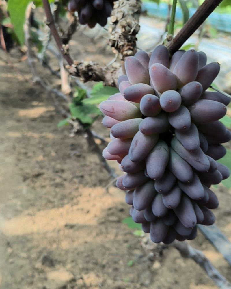 茉莉香葡萄