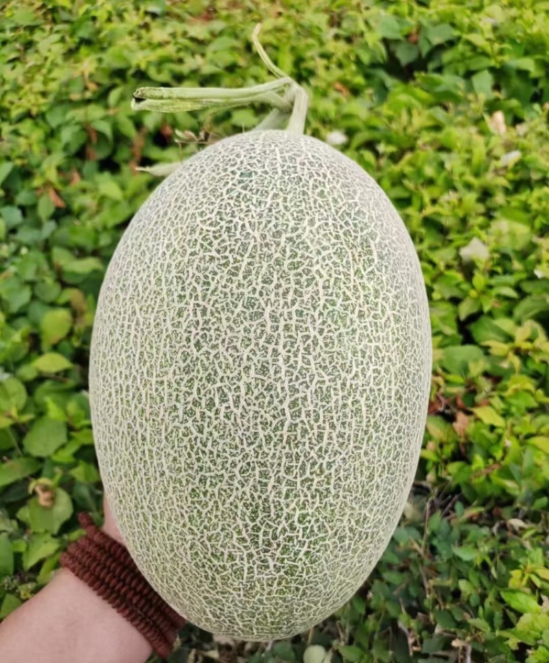 晓蜜25哈密瓜甘肃哈密瓜甜度高汁水多产地直发货源充足