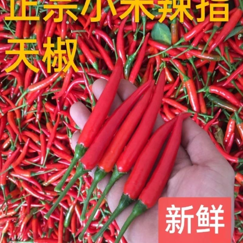 新鲜优质小米辣小米椒艳红天香