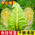 鸡心甘蓝牛心甘蓝牛心包菜支持视频看货打款发货