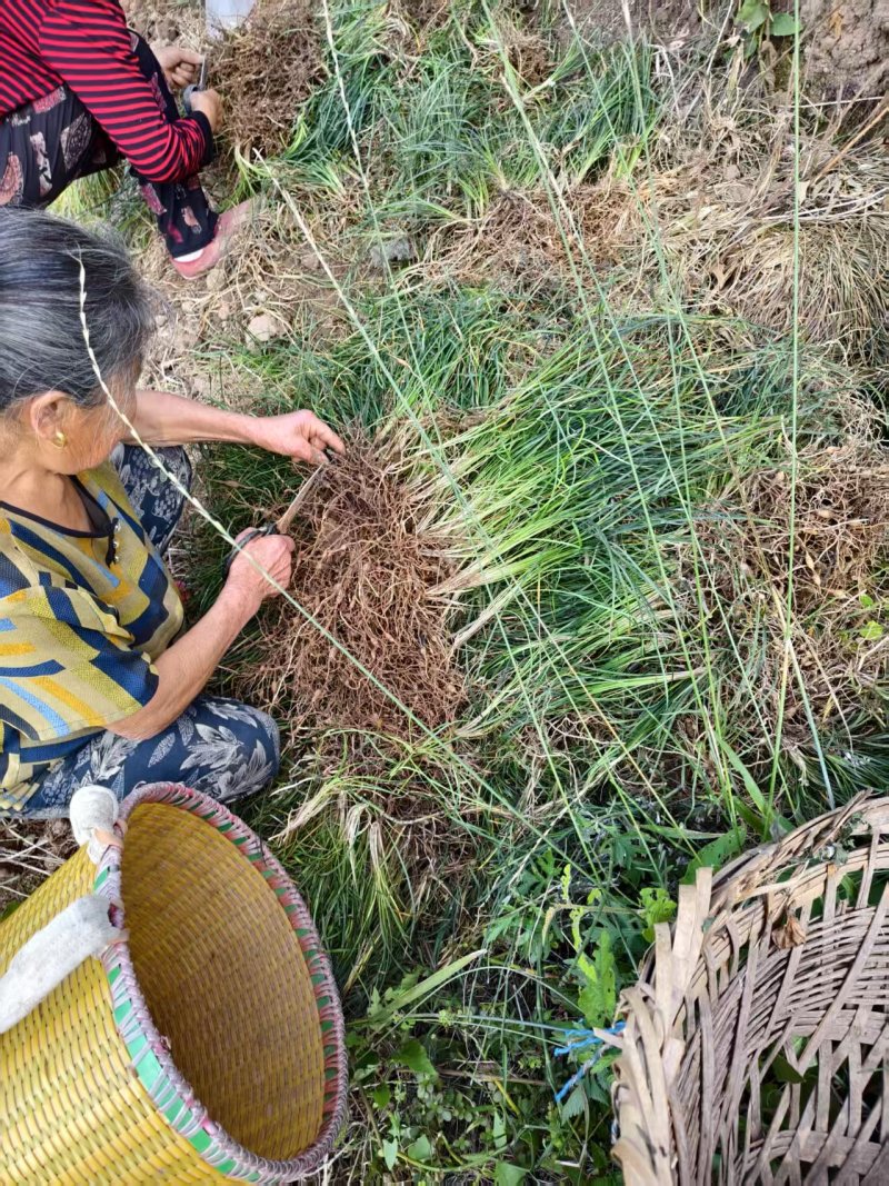 无杂质产地直发麦冬保质保量品质有保障