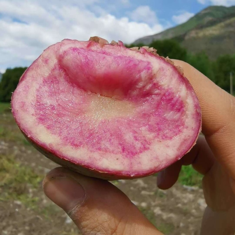 云南大理七彩土豆大牛角花心土豆现挖一件代发批发1.5