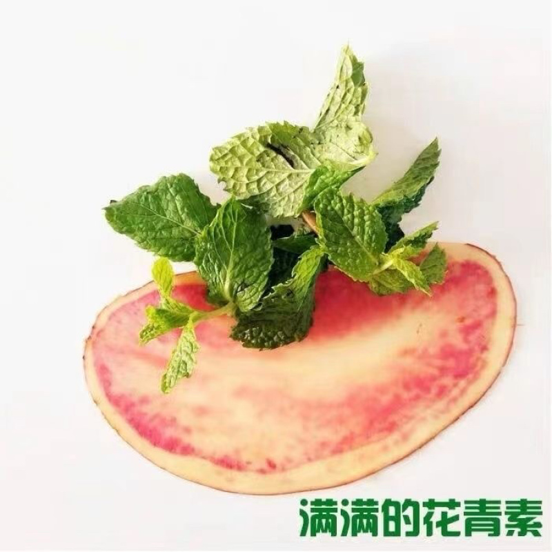 云南大理七彩土豆大牛角花心土豆现挖一件代发批发1.5