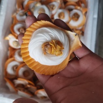 粉丝扇贝粉丝贝扇贝红贝