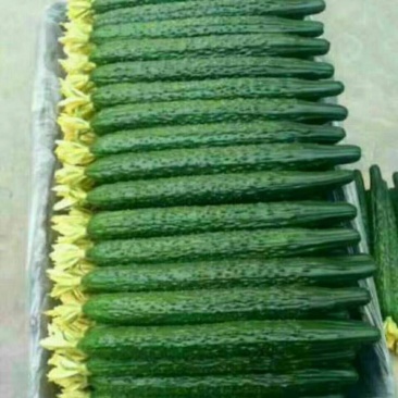 黄瓜