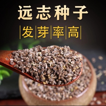 山西水洗远志籽大量出售