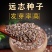 山西水洗远志籽大量出售