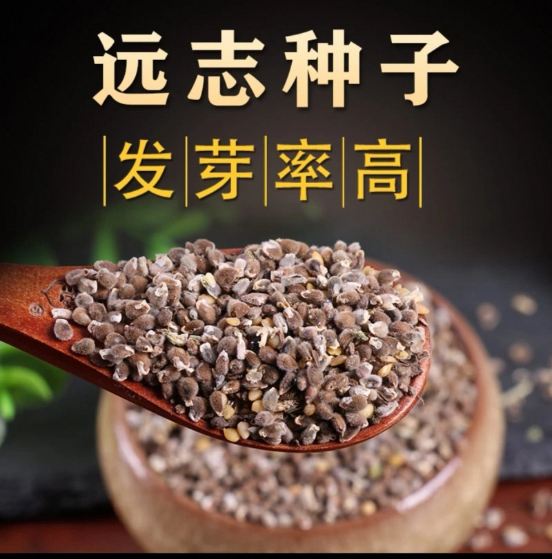山西水洗远志籽大量出售