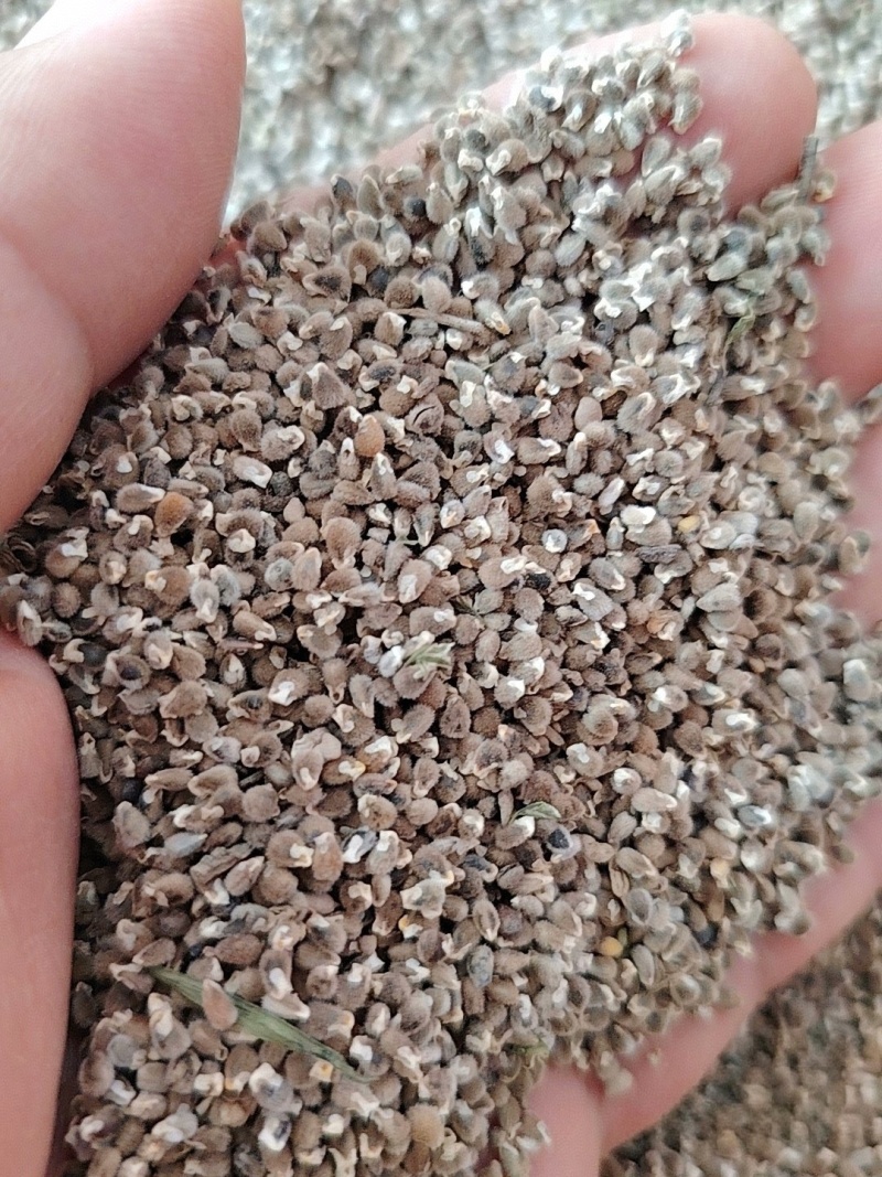 山西水洗远志籽大量出售