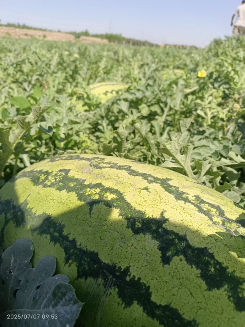 宁夏硒砂瓜，（石头瓜）金花，老金诚产地直销