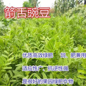 箭筈豌豆种子箭舌豌豆毛苕子耐热耐旱果园绿肥牧草籽饲用牧草