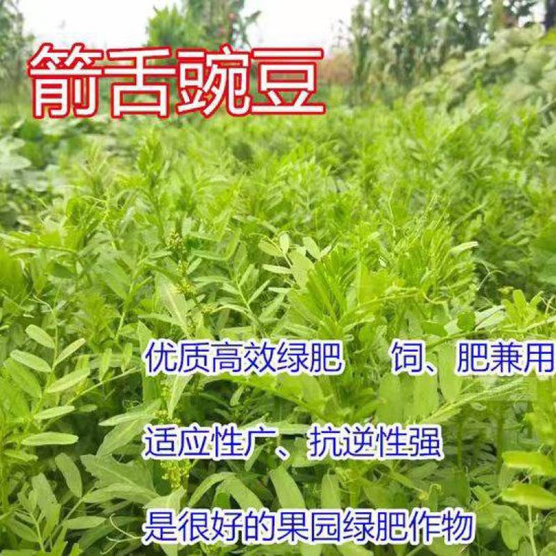 箭筈豌豆种子箭舌豌豆毛苕子耐热耐旱果园绿肥牧草籽饲用牧草