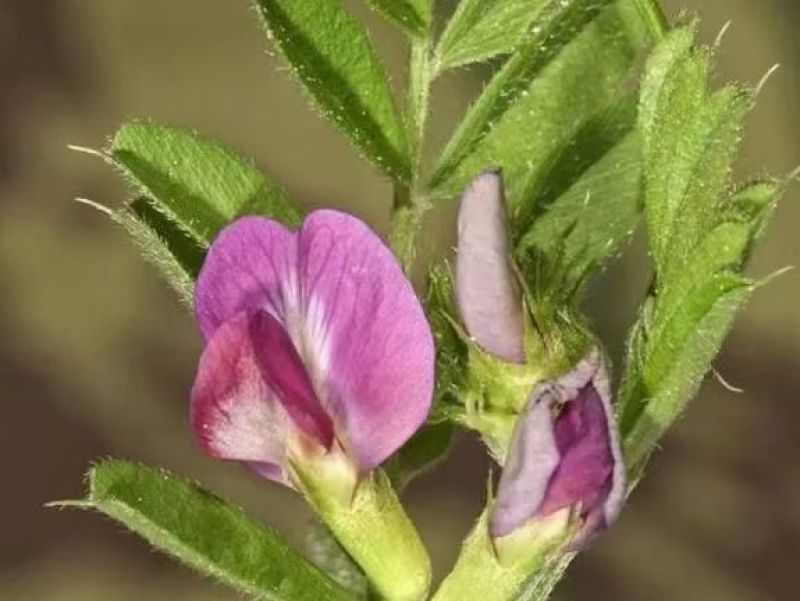 箭筈豌豆种子箭舌豌豆毛苕子耐热耐旱果园绿肥牧草籽饲用牧草