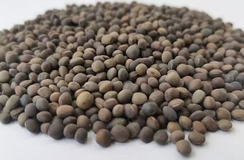 箭筈豌豆种子箭舌豌豆毛苕子耐热耐旱果园绿肥牧草籽饲用牧草