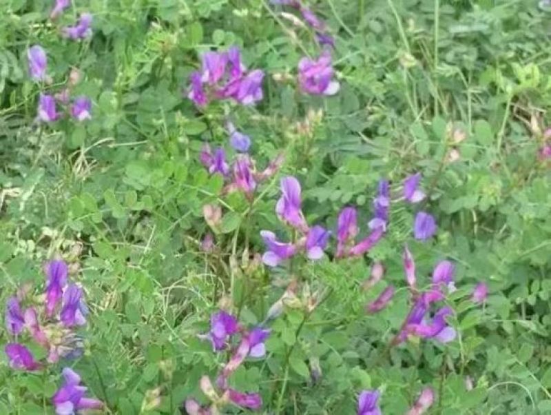 箭筈豌豆种子箭舌豌豆毛苕子耐热耐旱果园绿肥牧草籽饲用牧草