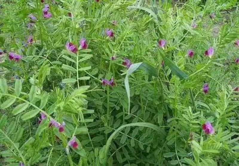 箭筈豌豆种子箭舌豌豆毛苕子耐热耐旱果园绿肥牧草籽饲用牧草