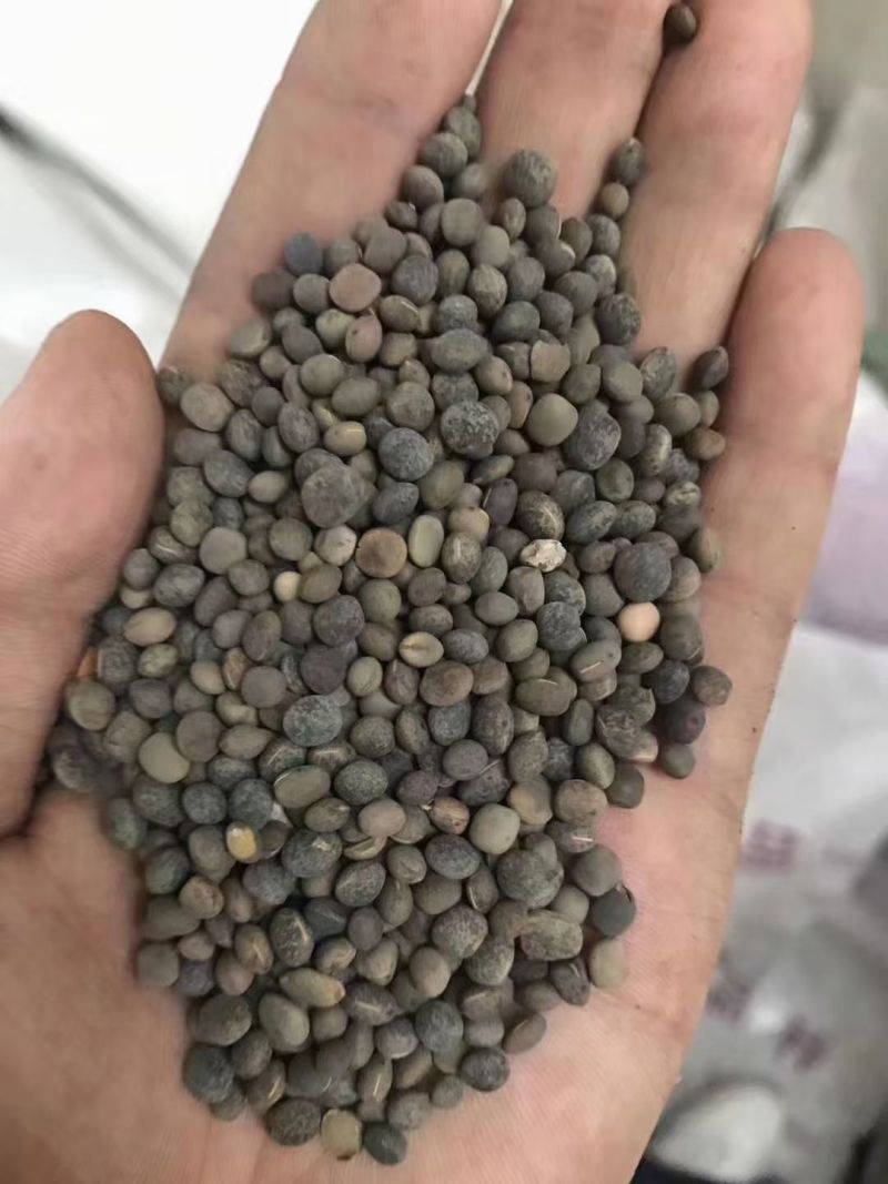 箭筈豌豆种子箭舌豌豆毛苕子耐热耐旱果园绿肥牧草籽饲用牧草