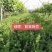 箭筈豌豆种子箭舌豌豆毛苕子耐热耐旱果园绿肥牧草籽饲用牧草