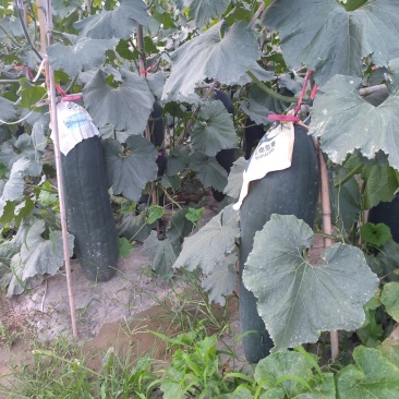 精品冬瓜上市，有需要的老板快联系