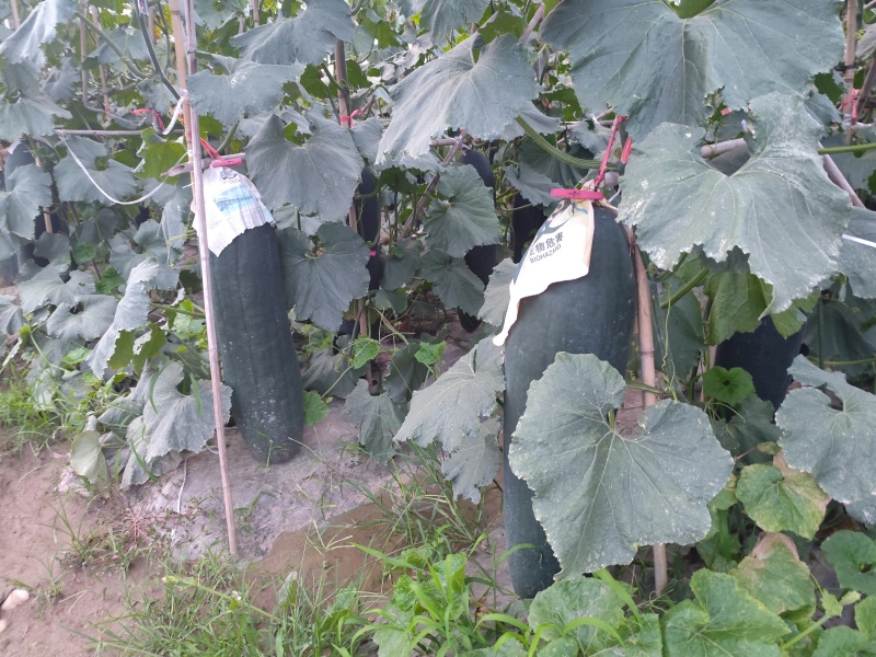 精品冬瓜上市，有需要的老板快联系