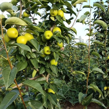 湖北随州翠冠梨自家中的，一共有4000斤1.6出了