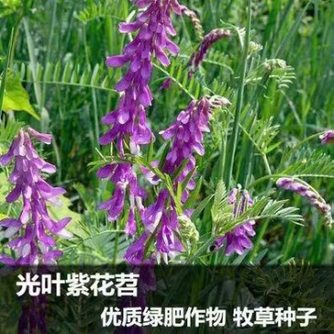 新光叶紫花苕种子春夏播种耐旱耐热简单易活果园绿肥蜜源牧草