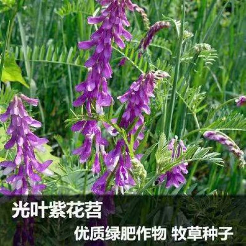 新光叶紫花苕种子春夏播种耐旱耐热简单易活果园绿肥蜜源牧草