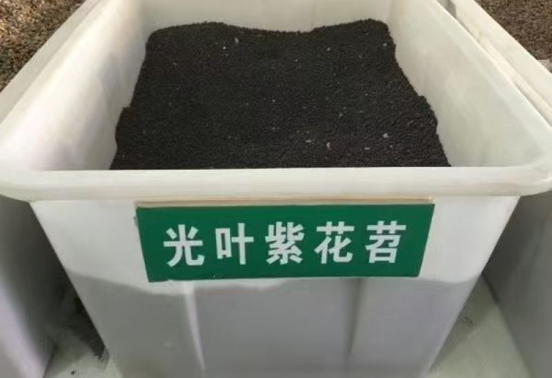 新光叶紫花苕种子春夏播种耐旱耐热简单易活果园绿肥蜜源牧草