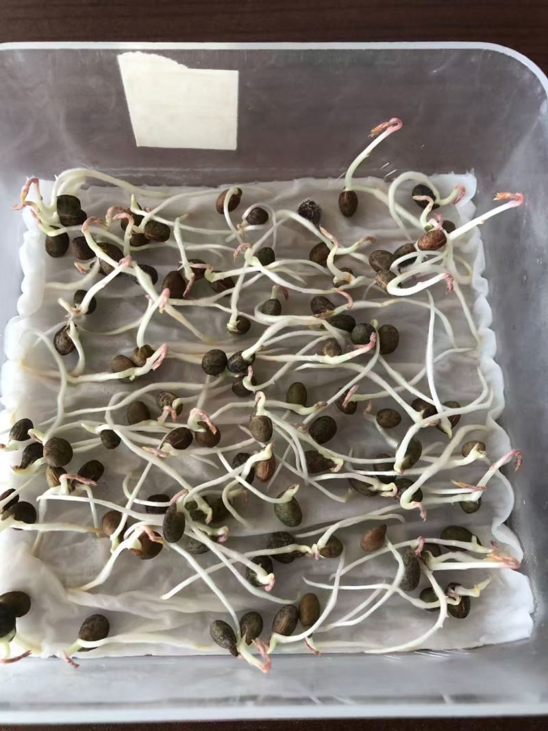 新光叶紫花苕种子春夏播种耐旱耐热简单易活果园绿肥蜜源牧草