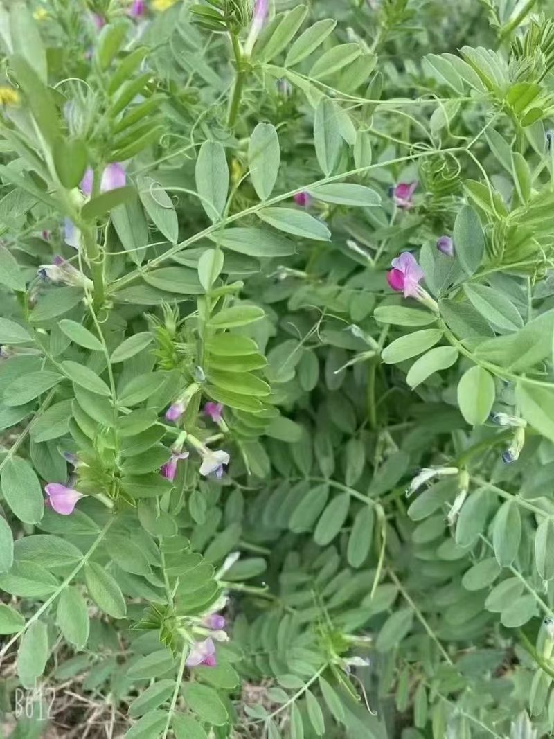 新光叶紫花苕种子春夏播种耐旱耐热简单易活果园绿肥蜜源牧草