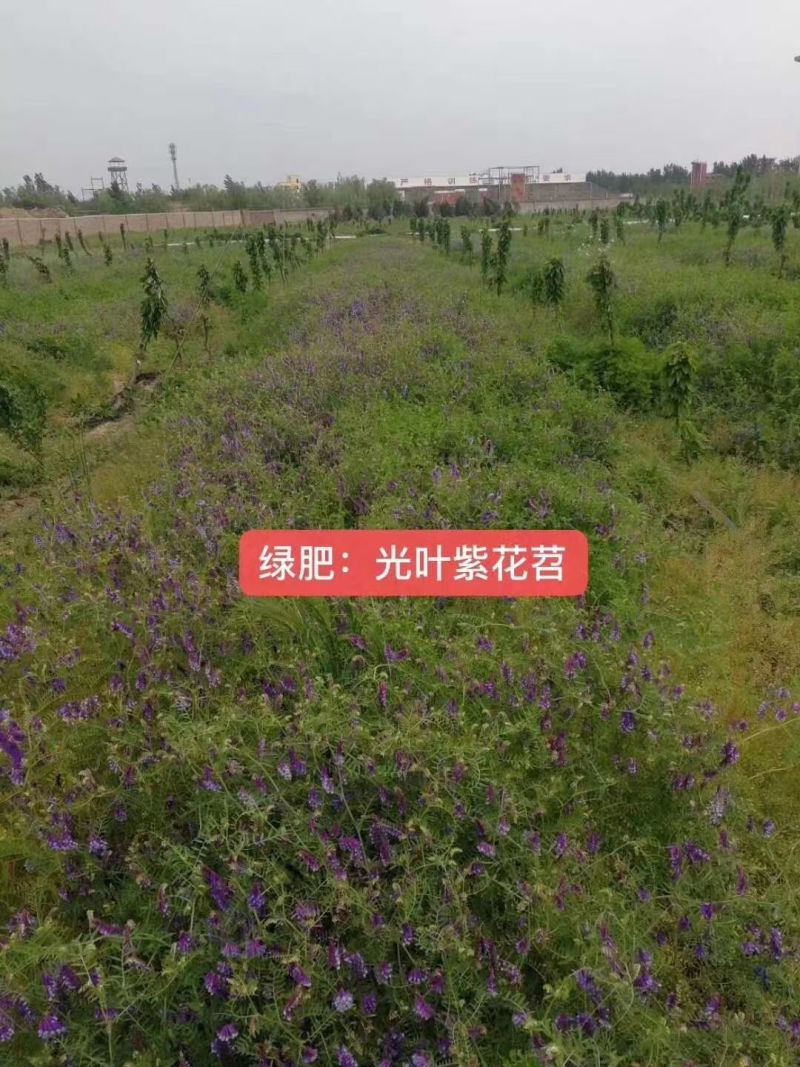 新光叶紫花苕种子春夏播种耐旱耐热简单易活果园绿肥蜜源牧草