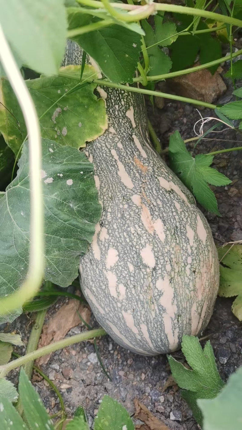蜜本南瓜