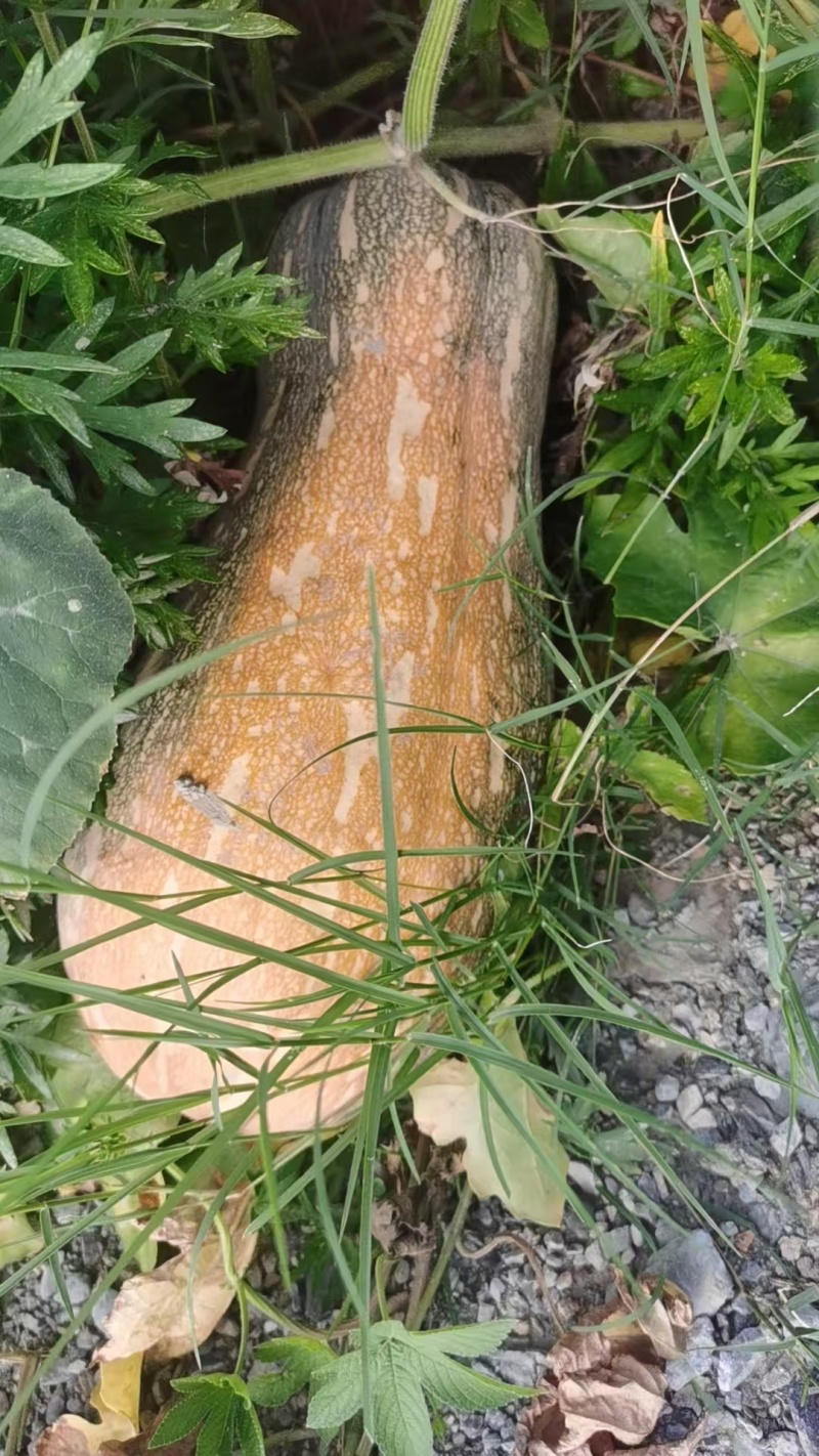蜜本南瓜