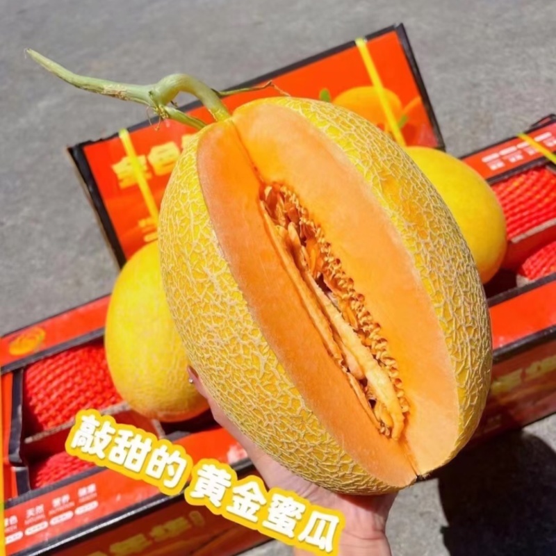 甘肃黄金蜜民勤甜瓜哈密瓜皮薄多汁量大从优