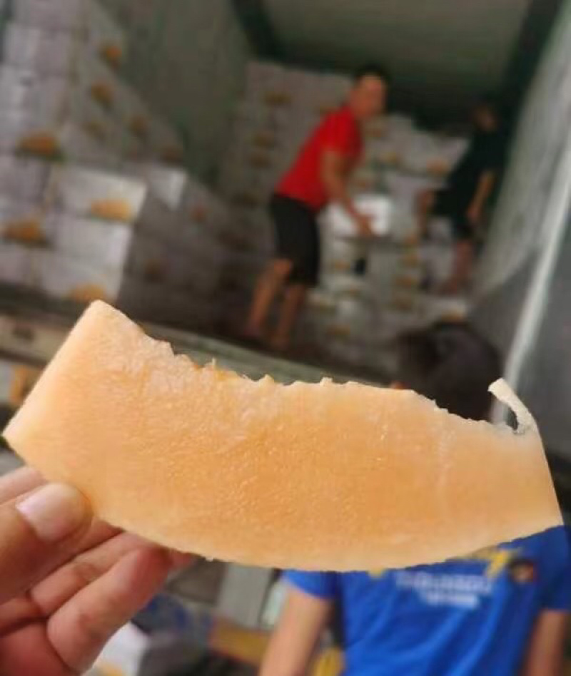 甘肃黄金蜜民勤甜瓜哈密瓜皮薄多汁量大从优