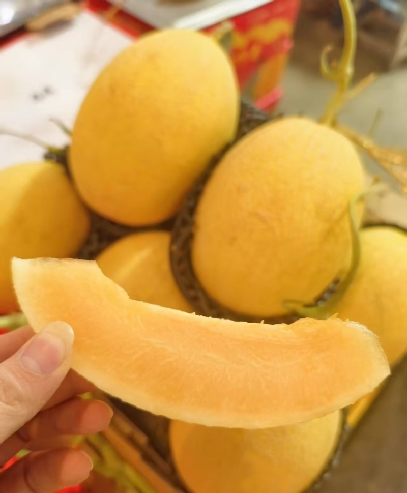甘肃黄金蜜民勤甜瓜哈密瓜皮薄多汁量大从优