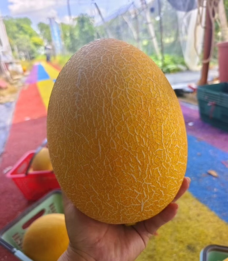 甘肃黄金蜜民勤甜瓜哈密瓜皮薄多汁量大从优