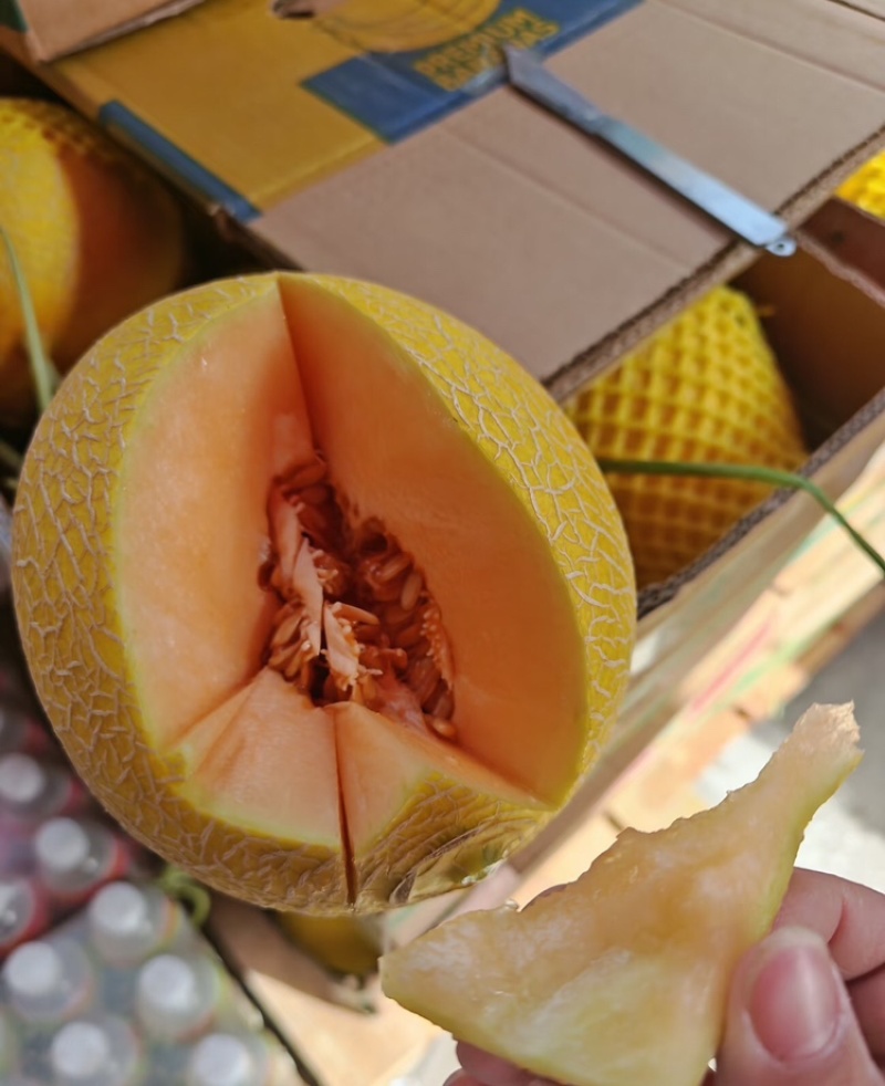 甘肃黄金蜜民勤甜瓜哈密瓜皮薄多汁量大从优