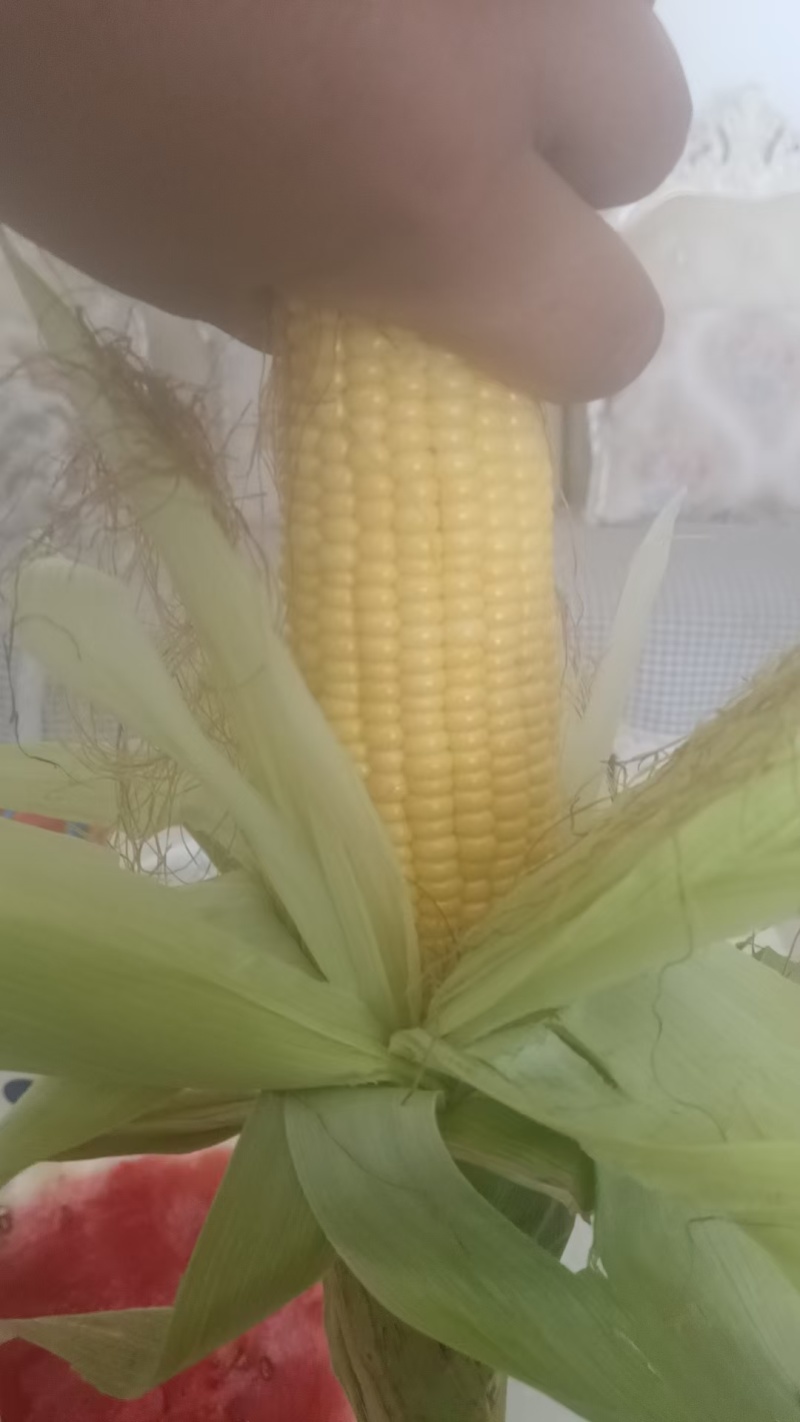 水果玉米597