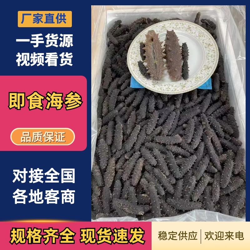 大连海参鲜食海参深海海参品质保证