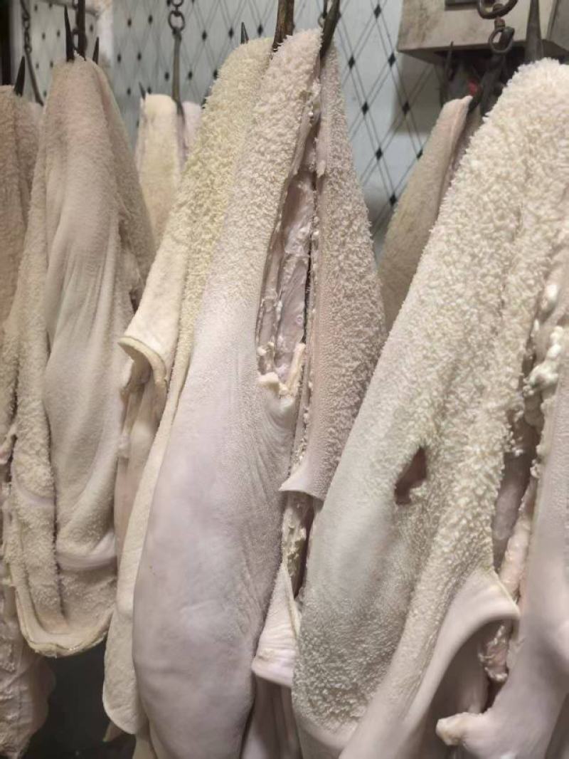 半成品牛肚大量上市产地直发，品质保证，服务周到，诚信经营