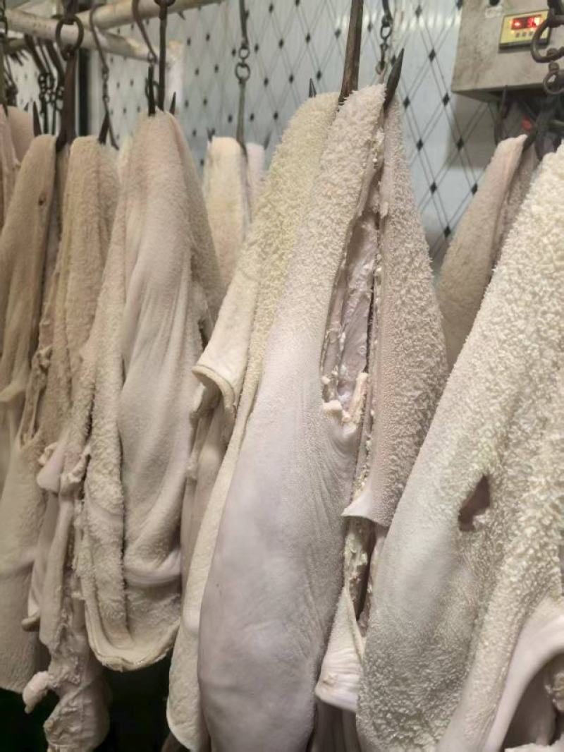 半成品牛肚大量上市产地直发，品质保证，服务周到，诚信经营