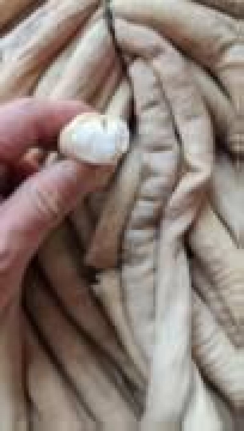 飞水牛圆肠，大量上市，品质保障，服务周到，诚信经营
