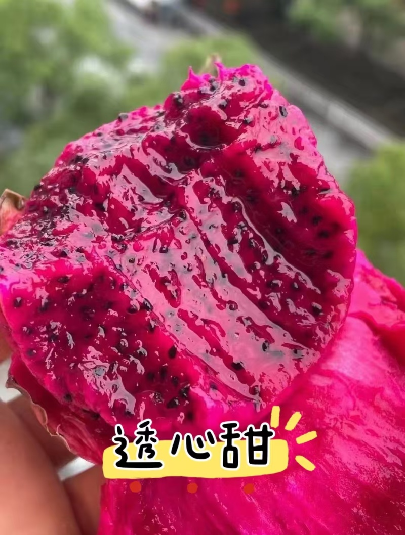 火龙果，大量有货，产地一手货源，量大优惠，欢迎新老客户前