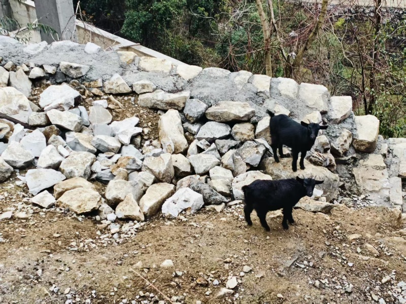 都安山羊，量大优惠，可以视频看货欢迎新老客户前来合作